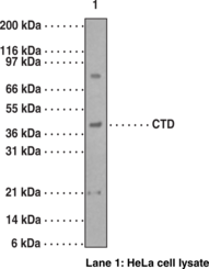 Caspase-<wbr/>9 (carboxy-<wbr/>terminal divergent) Polyclonal Antibody