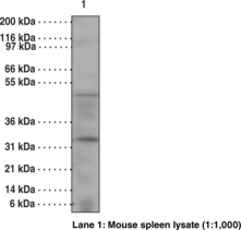 Caspase-<wbr/>14 Monoclonal Antibody (Clone 70A1426)