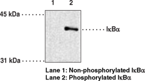 I?B? (Phospho-<wbr/>Ser<sup>32/36</sup>) Monoclonal Antibody (Clone 39A1413)