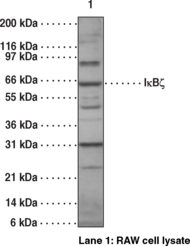 I?B? Polyclonal Antibody