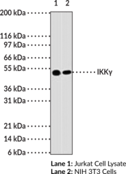 IKK? Monoclonal Antibody (Clone 72C627)