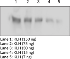 KLH Polyclonal Antibody