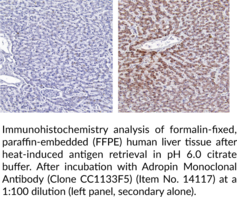 Adropin Monoclonal Antibody (Clone CC1133F5)