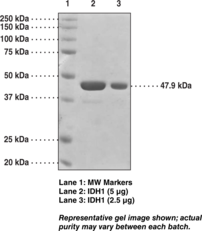 IDH1 (human recombinant)