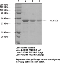 IDH1 R132H mutant (human recombinant)