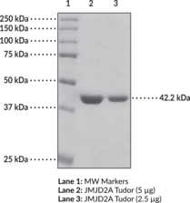 JMJD2A tudor domains (human, recombinant)