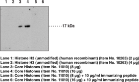 Histone H3K4Me2 Monoclonal Antibody