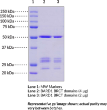 BARD1 BRCT domains (human recombinant)