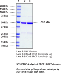 BRCA1 BRCT domains (human, recombinant)