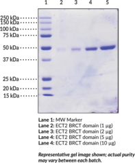 ECT2 BRCT domains (human, recombinant)