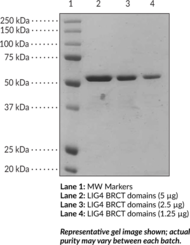 LIG4 BRCT domains (human, recombinant)