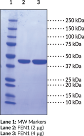 FEN1 (human, recombinant)