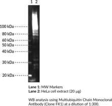 Multi<wbr/>ubiquitin Chain Monoclonal Antibody (Clone FK1)