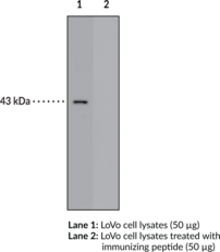 FFAR4 (GPR120) (C-Term) Polyclonal Antibody