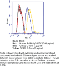 GPR12 (C-<wbr/>Term) Polyclonal Antibody