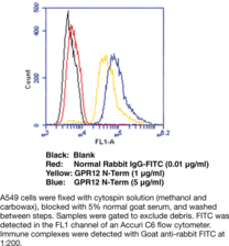 GPR12 (N-<wbr/>Term) Polyclonal Antibody