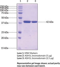 ASH1L bromodomain (human, recombinant)