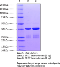 BRD7 bromodomain (human, recombinant)