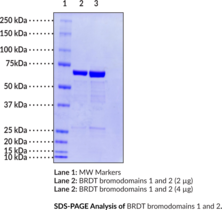 BRDT bromodomains 1 and 2 (human, recombinant)