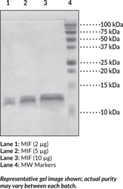 MIF (human recombinant)