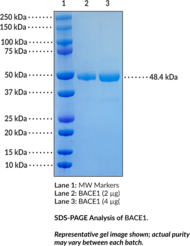 BACE1 (human, recombinant)