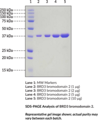 BRD3 bromodomain 2 (human, recombinant)