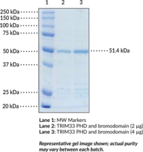 TRIM33 PHD and bromodomain (human recombinant)