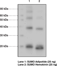 SUMO Polyclonal Antibody