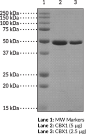 CBX1 (human recombinant)