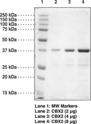 CBX2 chromodomain (human recombinant)