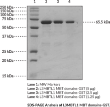 L3MBTL1 MBT domains (human recombinant; GST-<wbr/>tagged)