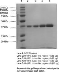 UHRF1 tudor-<wbr/>like region (human recombinant; His-<wbr/>tagged)