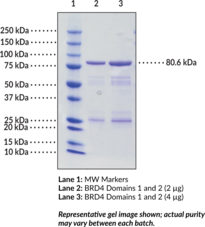 BRD4 bromodomains 1 and 2 (human, recombinant; aa 2-477)