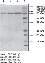 BRD3 bromodomains 1 and 2 (human, recombinant)