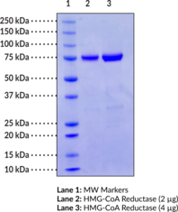 HMG-<wbr/>CoA Reductase (human recombinant)