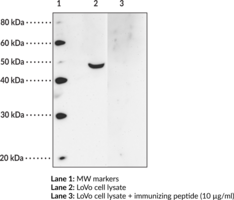 FFAR4 (GPR120) (N-Term) Polyclonal Antibody