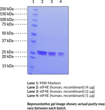 eIF4E (human, recombinant)