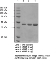 Nicotinamide N-<wbr/>Methyl<wbr>transferase (human, recombinant)