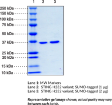 STING H232 variant; SUMO-tagged (human, recombinant)