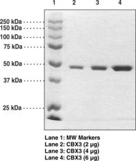 CBX3 (human recombinant)