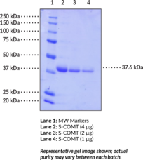 S-Catechol O-<wbr/>Methyl<wbr>transferase (human, recombinant)