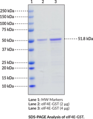 eIF4E (human recombinant; GST-<wbr/>tagged)