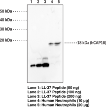 LL-<wbr/>37 Polyclonal Antibody