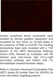 Myelo<wbr/>peroxidase Monoclonal Antibody (Clone 2C8)