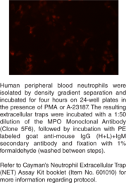 Myelo<wbr/>peroxidase Monoclonal Antibody (Clone 5F6)