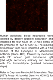 Lysozyme C Monoclonal Antibody (Clone 4C3)