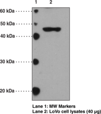 FFAR3 (GPR41) (C-Term) Polyclonal Antibody