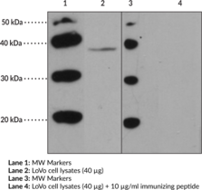 FFAR2 (GPR43) (Internal) Polyclonal Antibody