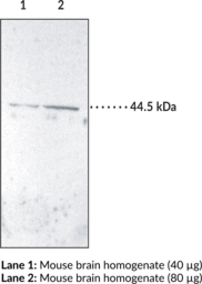 IP Receptor (mouse) Polyclonal Antibody