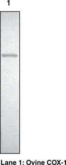 COX Polyclonal Antibody